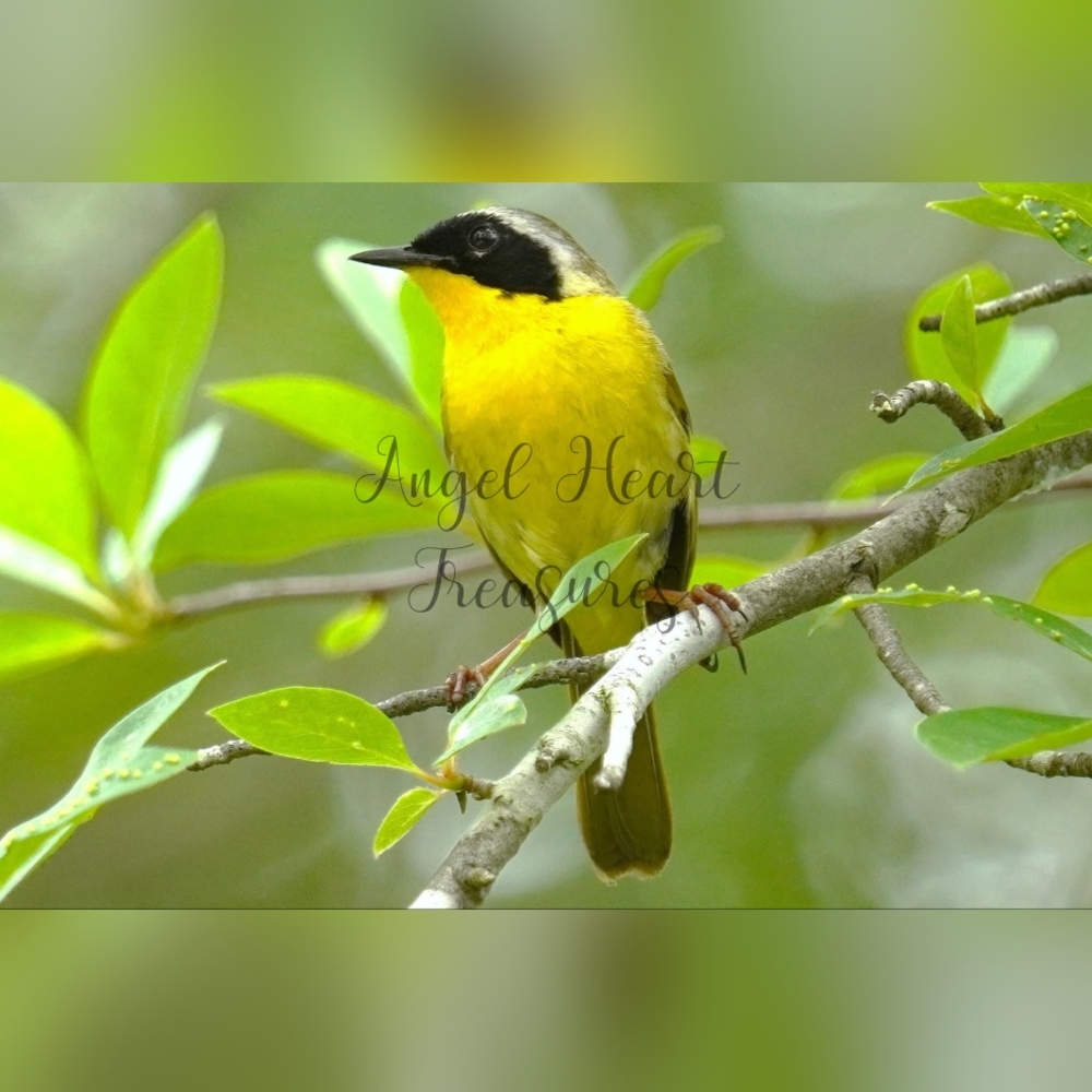 4x6 Original Nature Photography Of Common Yellow Throat Warbler Bird Print